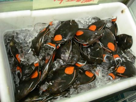 Hawaii Reef fish